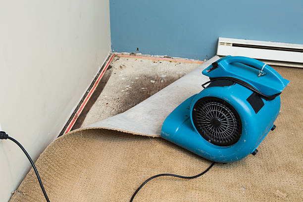 Best Mold removal after water damage  in Rome, NY